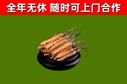 龙凤区回收冬虫夏草